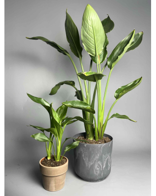 Стреліція Регіна S-L