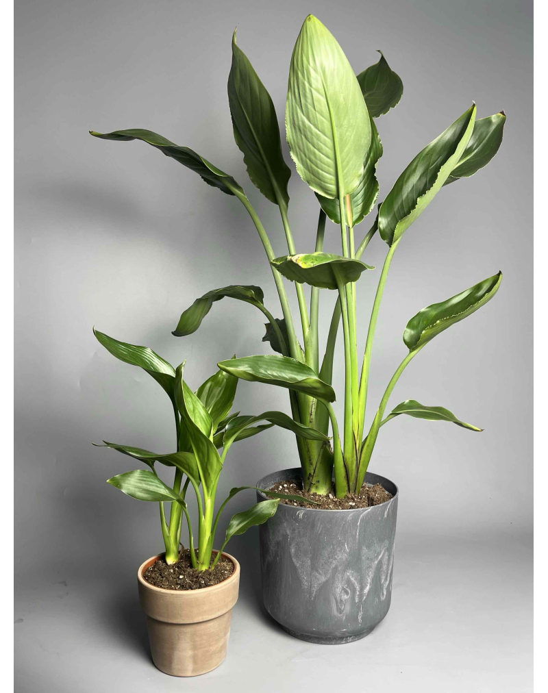 Стреліція Регіна S-L