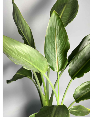 Стреліція Регіна S-L