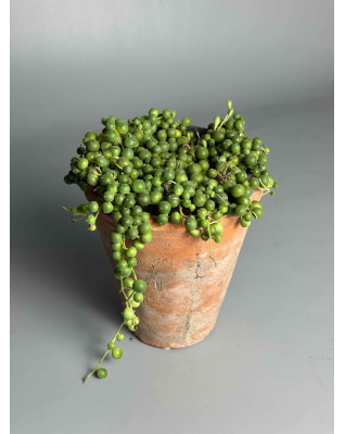 Сенеціо (Жовтозілля) Роулі 