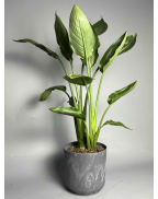 Стреліція Регіна S-L