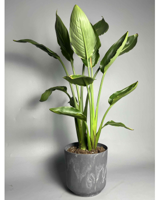 Стрелиция Регина S-L