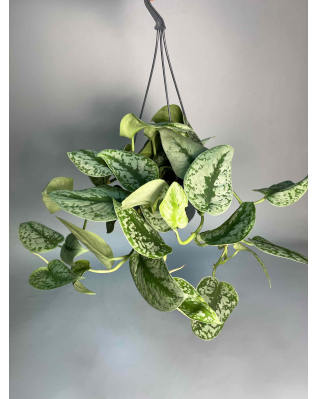 Сциндапсус Требье