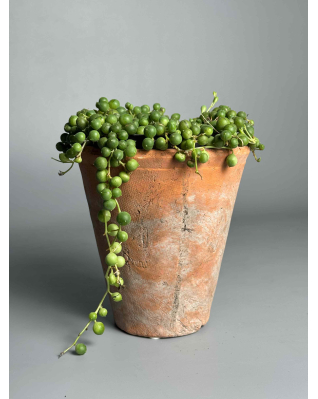 Сенеціо (Жовтозілля) Роулі 