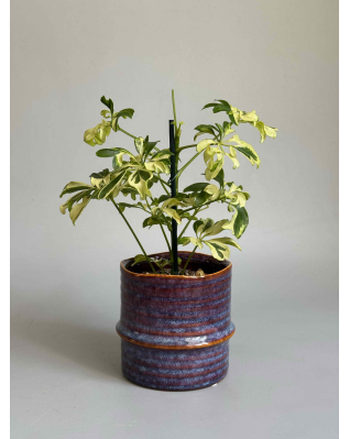 Шефлера Жанин