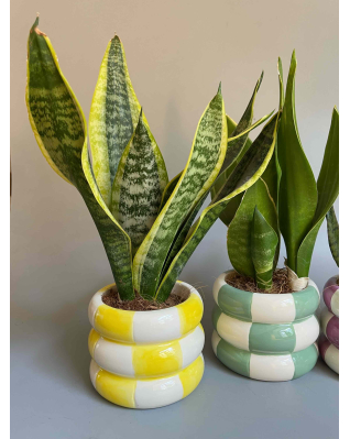 Сансевієрія Мікс