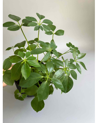 Шеффлера 35-90см