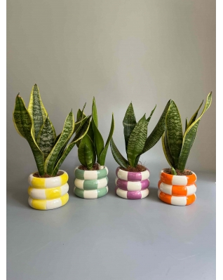 Сансевієрія Мікс