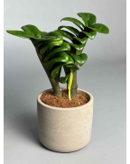 Замиокулькас Зензи