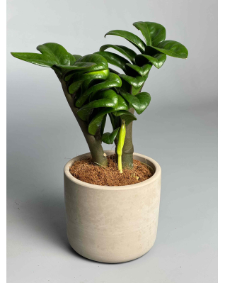 Заміокулькас Зензі