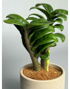 Замиокулькас Зензи