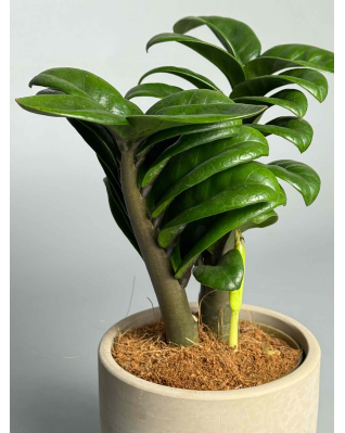 Заміокулькас Зензі