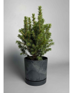 Ёлка в горшке xs-l