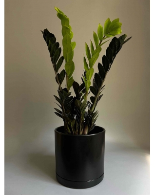 Заміокулькас Равен  Заміокулькас Равен