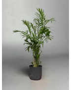 Пальма Хамедорея 90/140см