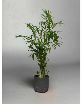 Пальма Хамедорея 90/140см