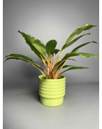 Хлорофитум Грин Оранж 