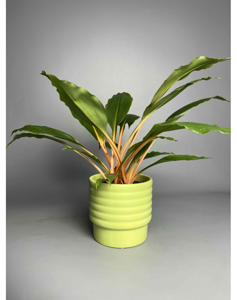 Хлорофитум Грин Оранж 
