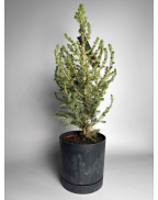 Ёлка в горшке xs-l