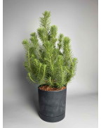 Ёлка в горшке xs-l