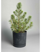 Ёлка в горшке xs-l