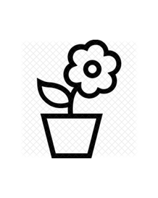 Хлорофитум Грин Оранж 